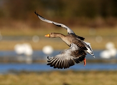 David Plant Photography - Wildlife Photographer - Greylag goose flying - C